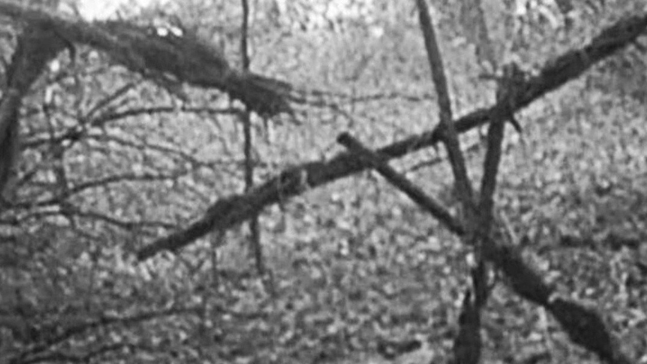 Blair Witch Project (1999) abspielen