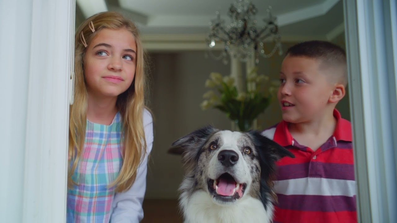 Die Hunde-Gang - Helden auf vier Pfoten (2022) abspielen