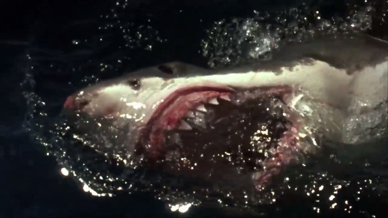 Shark Zone - Tod aus der Tiefe (2003) abspielen