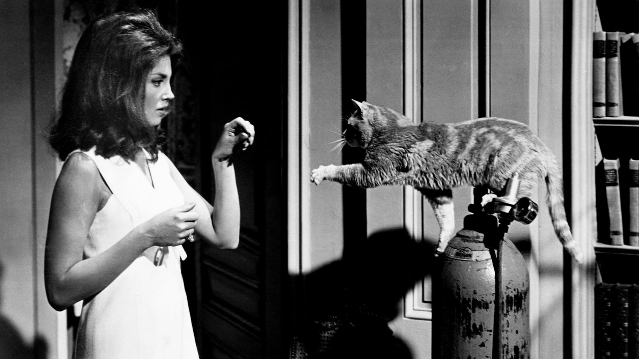 Grüne Augen in der Nacht (1969) abspielen