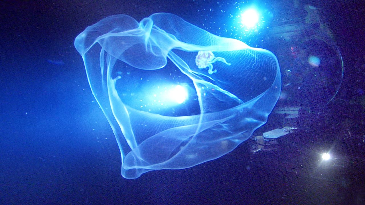 Aliens der Meere (2005) abspielen
