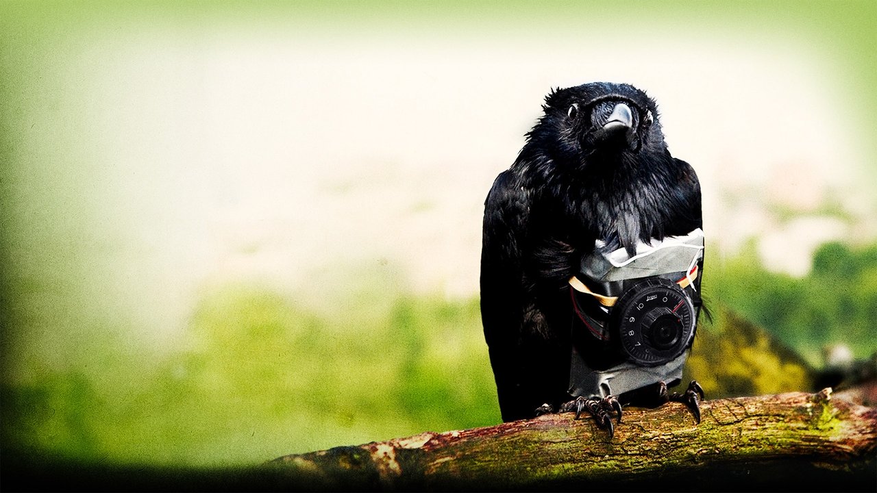 Four Lions (2010) abspielen