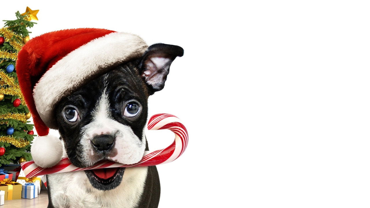 Bone - Allein zu Haus (2013) abspielen