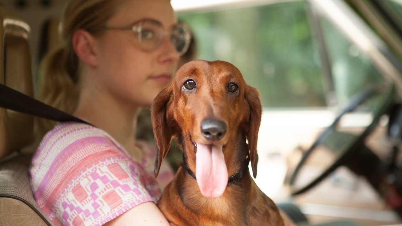 Wiener Dog (2016) abspielen