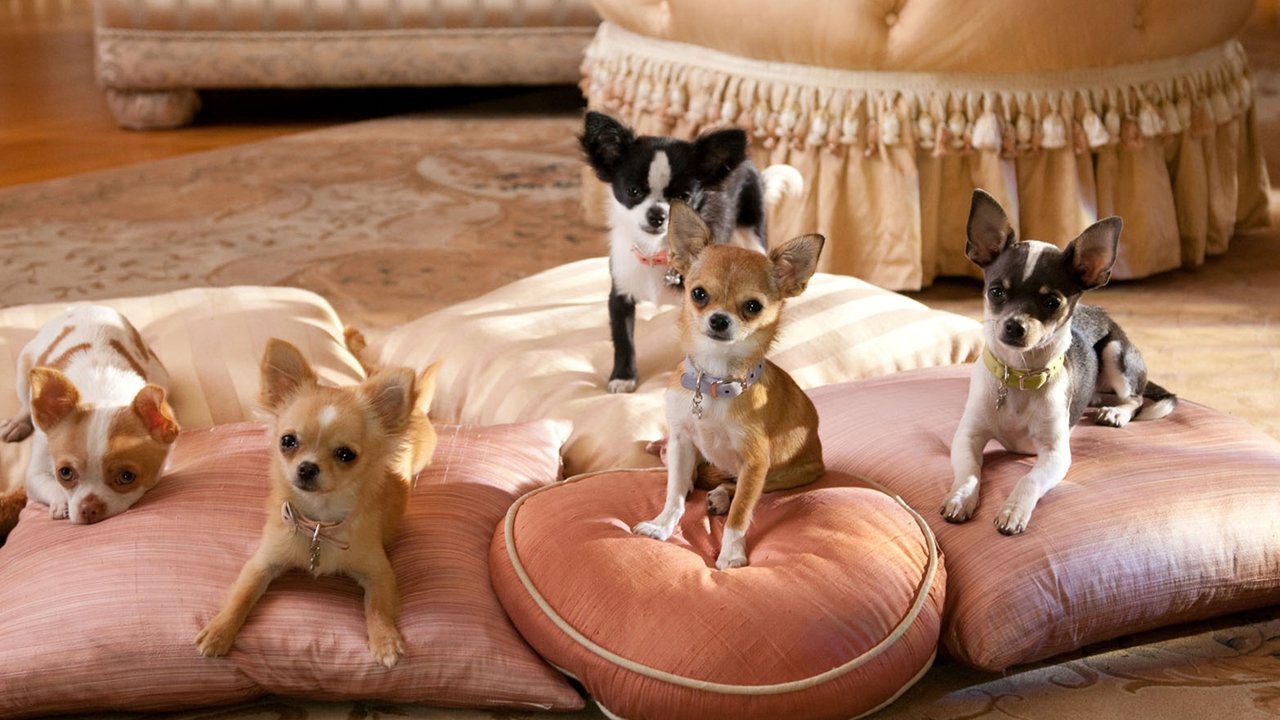 Beverly Hills Chihuahua 2 (2011) abspielen