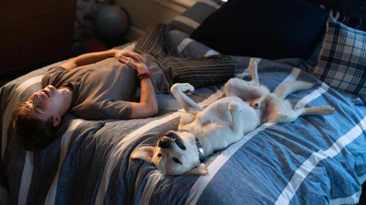 Dog Gone (2023) abspielen
