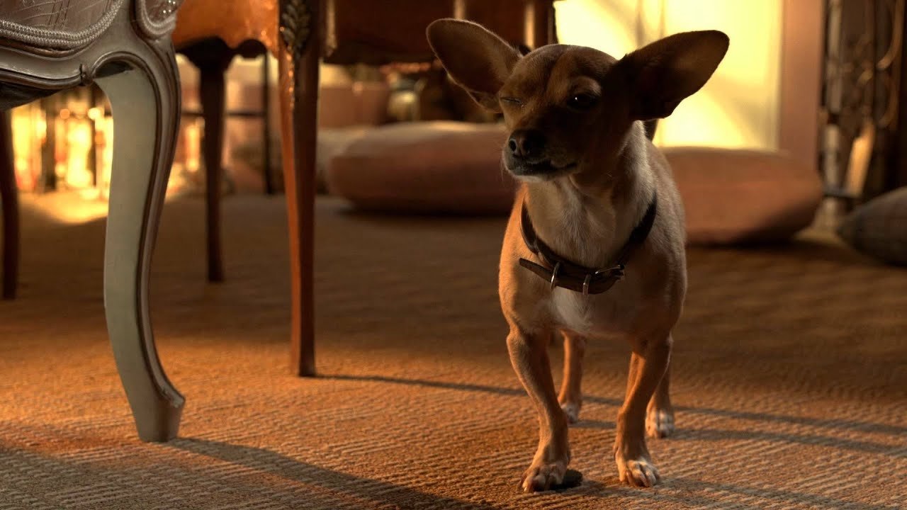 Beverly Hills Chihuahua 3 - Viva La Fiesta! (2012) abspielen