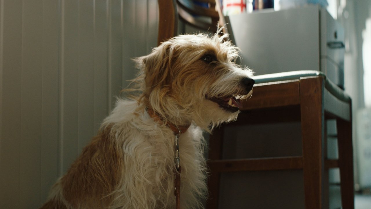 Smuggling Hendrix - Nicht ohne meinen Hund (2019) abspielen