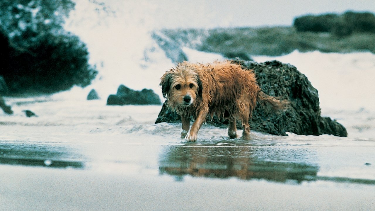 Benji, sein größtes Abenteuer (1987) abspielen