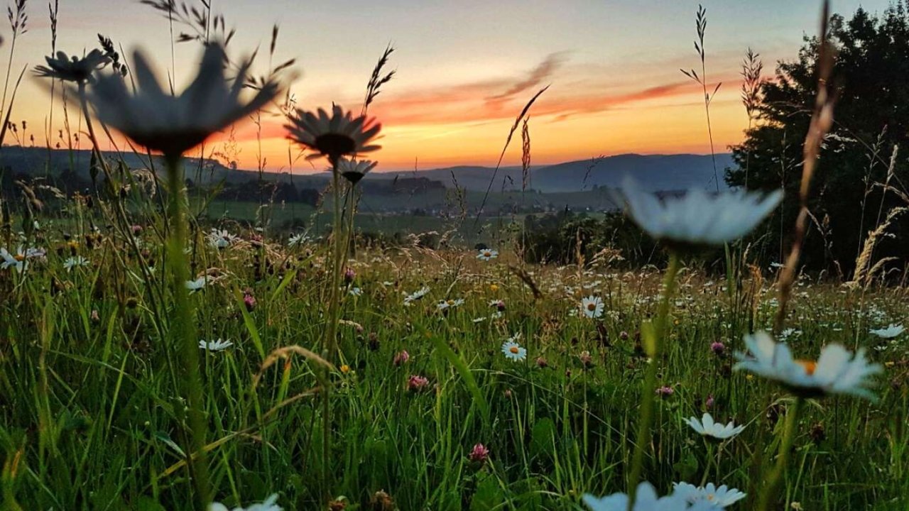 Die Wiese: Ein Paradies nebenan (2019) abspielen