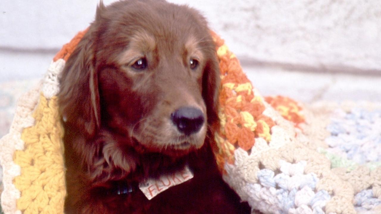 Fluke (1995) abspielen