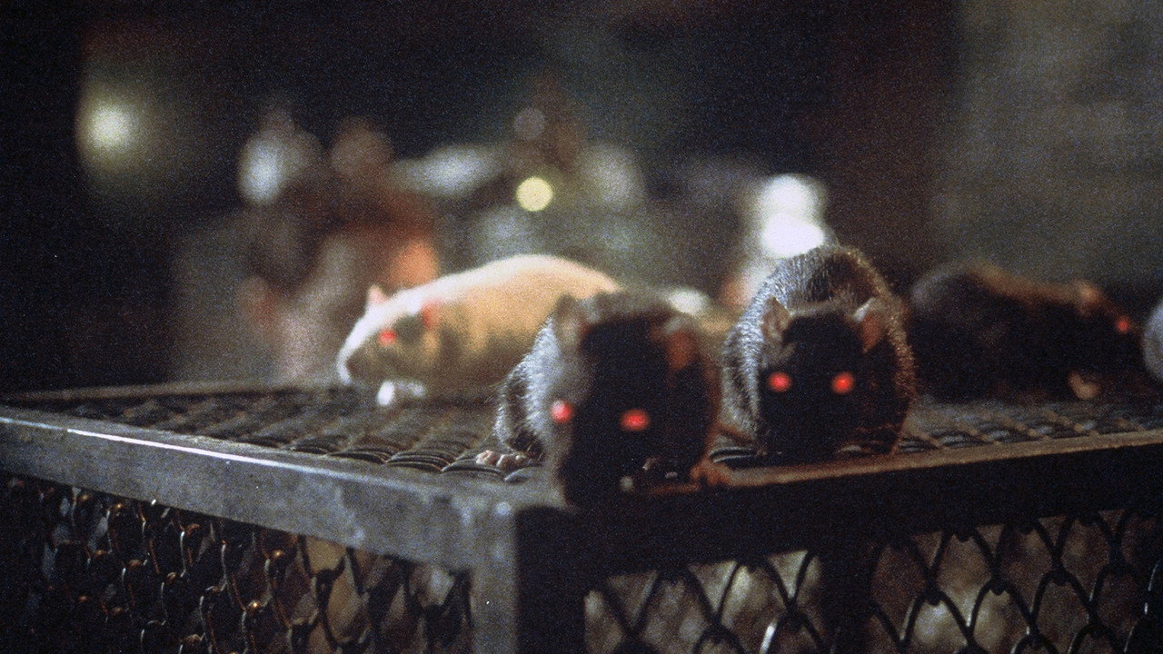 The Riffs III - Die Ratten von Manhattan (1984) abspielen
