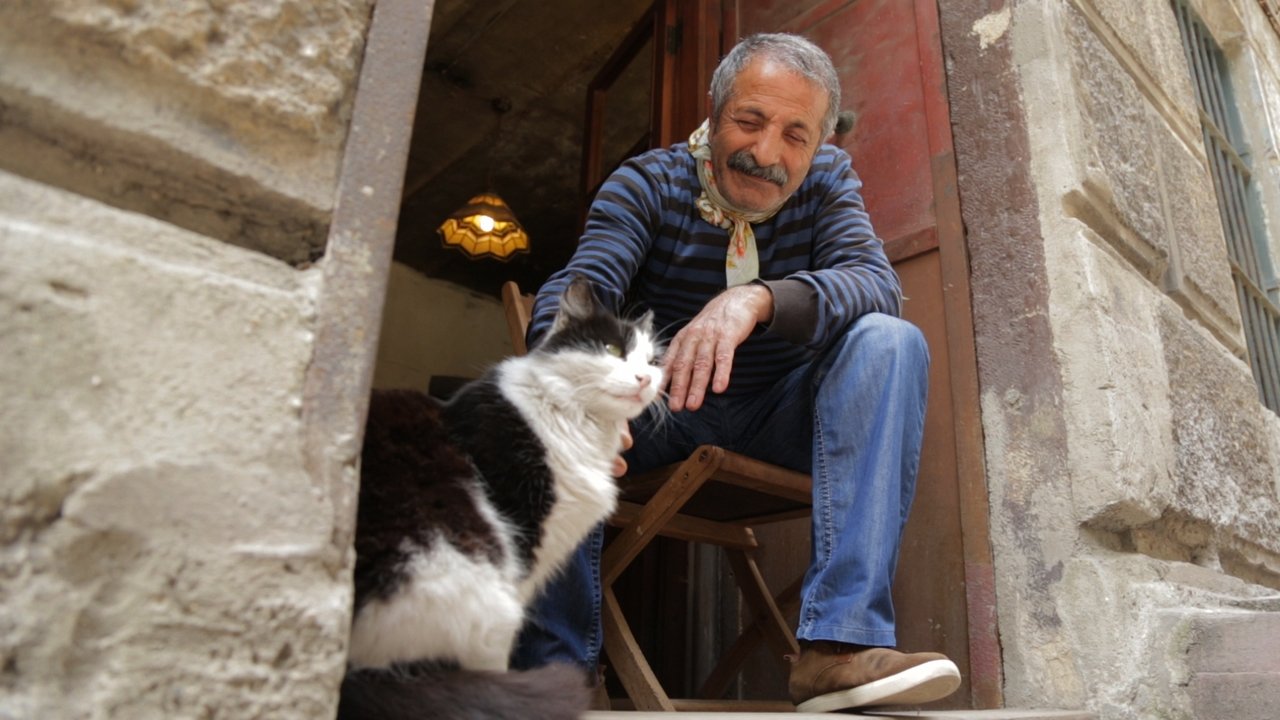 Kedi - Von Katzen und Menschen (2017) abspielen